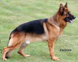 public/dog_images/232/1759229562.Zlatko von Arminius.jpg